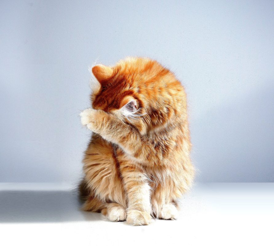 pexels-matthias-oben-3687957 (1) pexels-matthias-oben-3687957 (1)