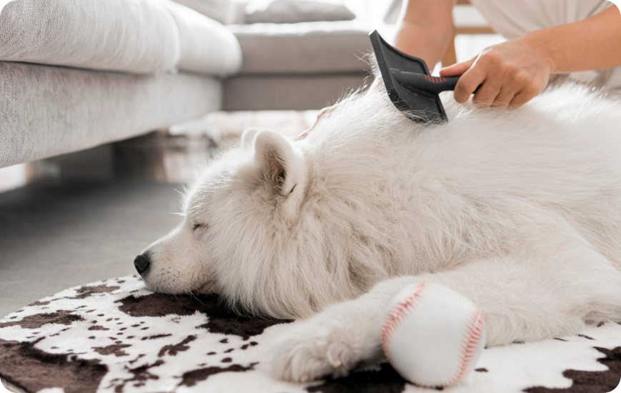 ¿Por qué se le cae el pelo a mi perro? Conoce todos los detalles