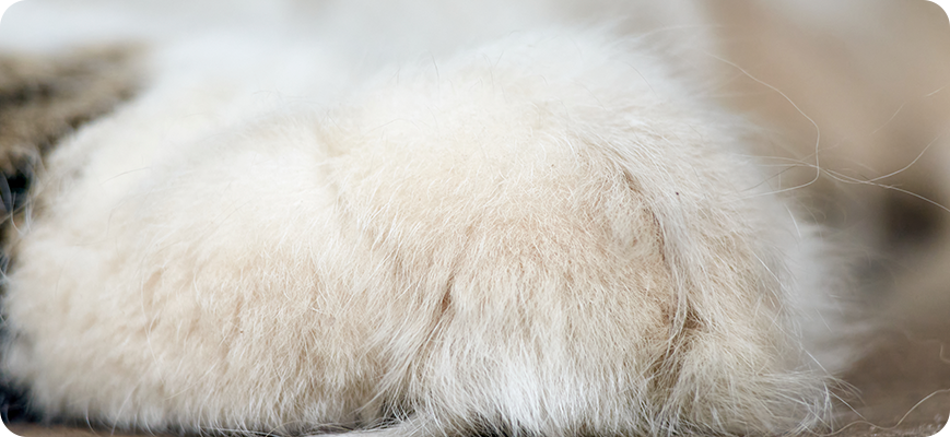 ¿Por qué se generan las bolas de pelo de gatos?