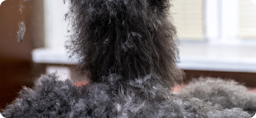 Cómo evitar que se generen bolas de pelo de gatos