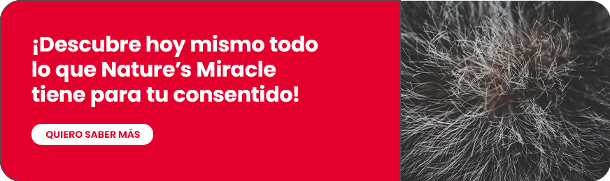Encuentra los productos para gatos ideales para tu mascota