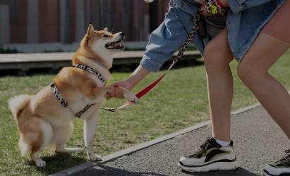 Consigue los productos ideales para facilitar el entrenamiento de tu mascota