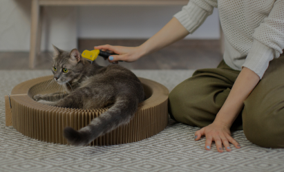 Conoce nuestra categoría Educa con los mejores artículo para gatos