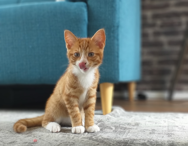 Conoce el funcionamiento de los productos para manchas y olores de gato