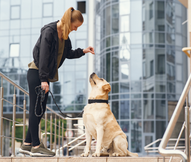 Consigue el entrenamiento ideal para tu mascota