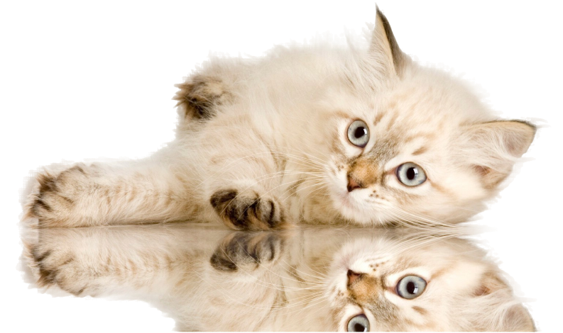 Conoce nuestros productos de higiene para gatos