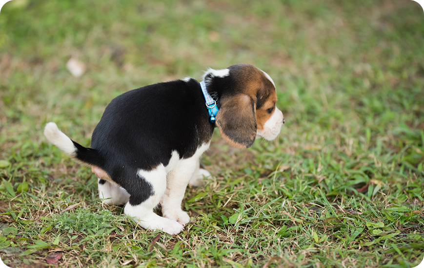 ¿Cómo educar a un perro cachorro para ir al baño?