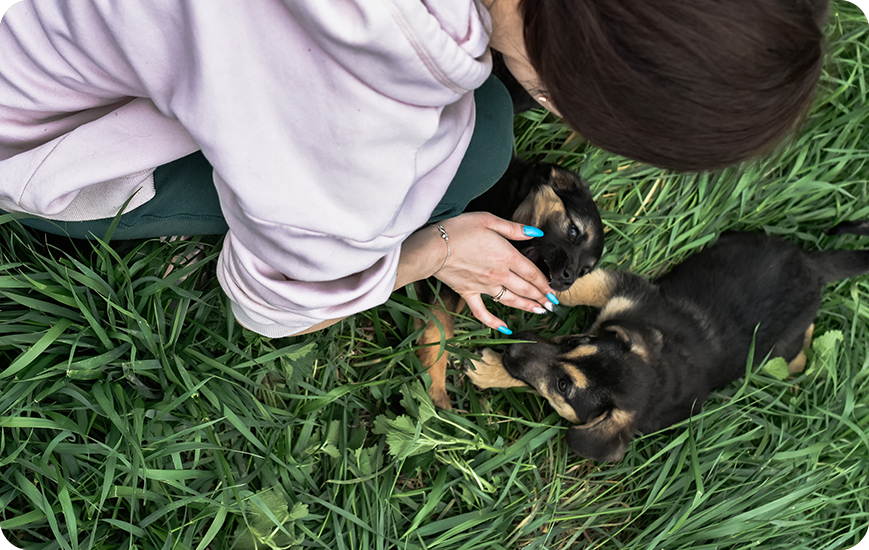 Descubre cómo entrenar a tu perro y los aspectos que tienes que tomar en cuenta para hacerlo