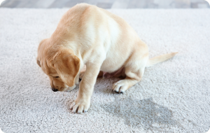 ¿Cómo quitar el olor a pipí de perro? Conoce las mejores formas