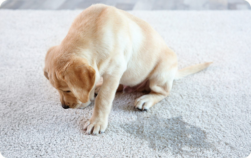 ¿Cómo quitar el olor a pipí de perro? Conoce las mejores formas