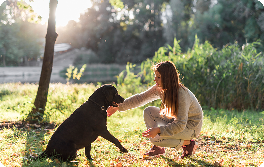 Aprende consejos básicos para descubrir cómo entrenar a tu perro