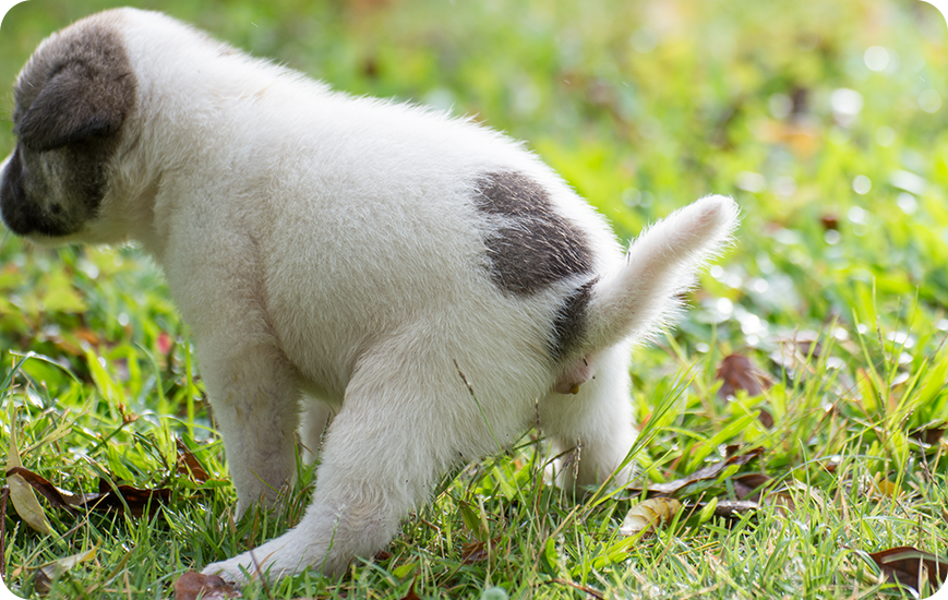 Conoce los productos que te ayudarán a entrenar a tu cachorro de una forma más sencilla