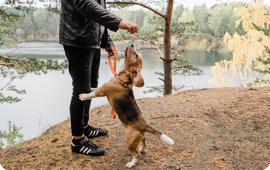 Hay ciertos aspectos que puedes tomar en cuenta para entrenar a tu perro