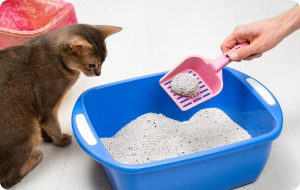 Por qué mi gato no usa su caja de arena