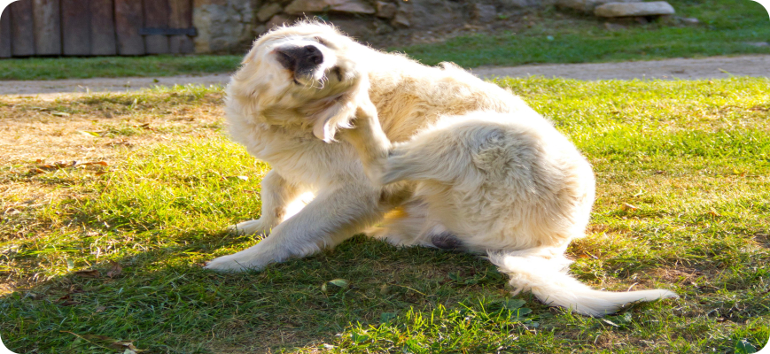 perro con dermatitis rascándose