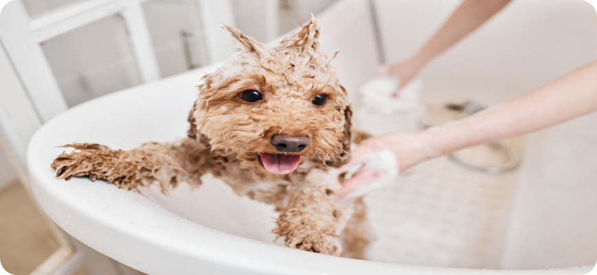 Dueño bañando a su perro con shampoo hipoalergénico 
