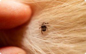 Productos para eliminar pulgas y garrapatas en perros