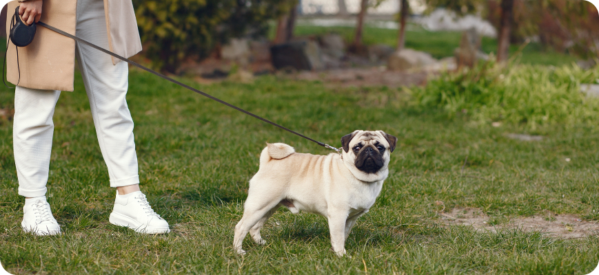 Dueño sacando a dar un paseo a su perro