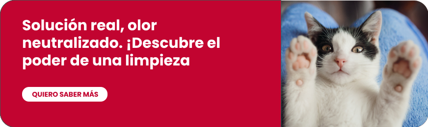 Soluciones para tu gato