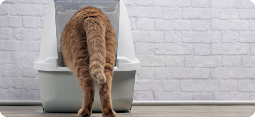 Gato usando caja de arena