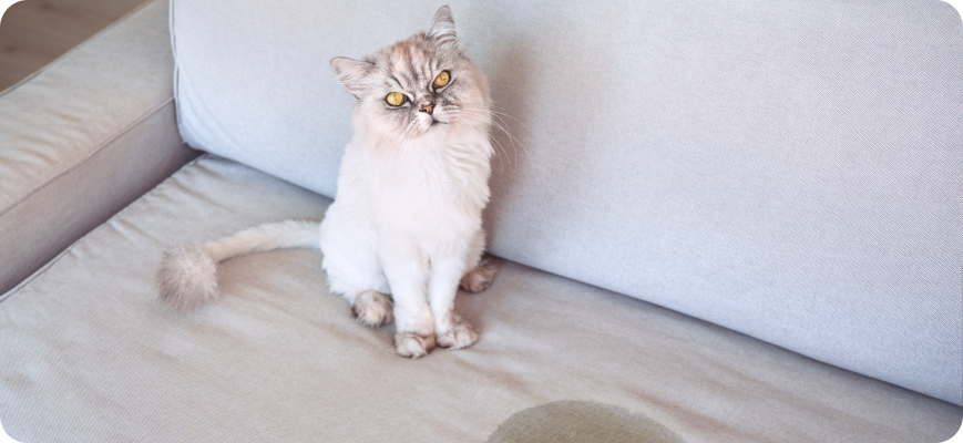 Gato con marca de orina en sillón