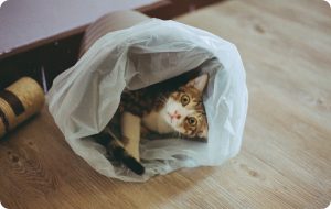 Aprende cómo eliminar los malos olores de gatos en tu hogar