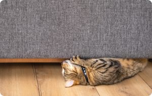 Conoce cómo evitar que los gatos arañen los muebles