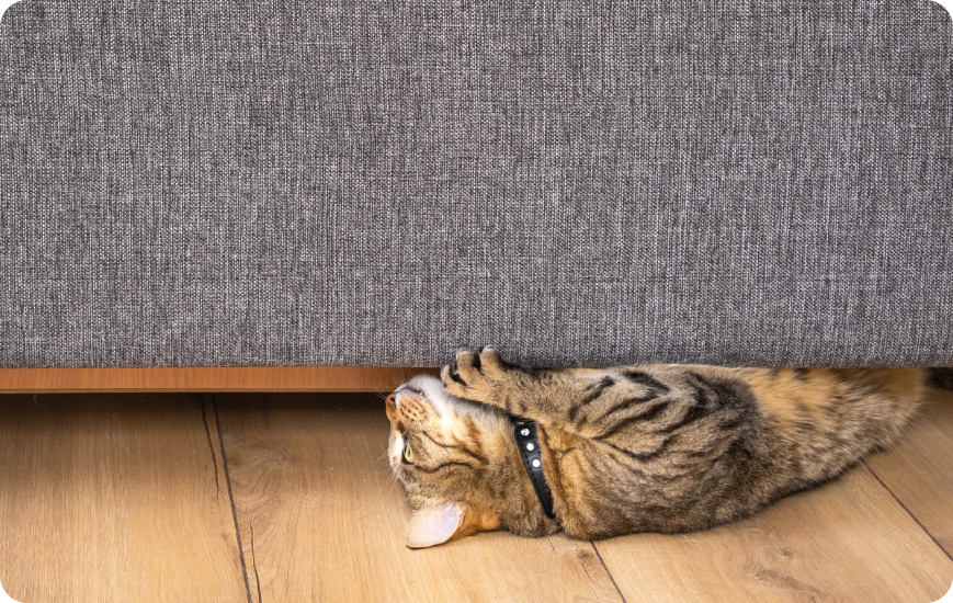 Conoce cómo evitar que los gatos arañen los muebles