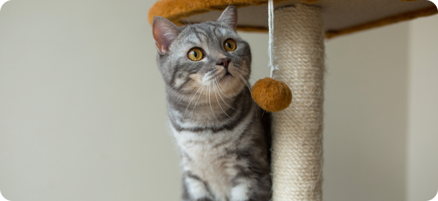 Gato con rascador vertical