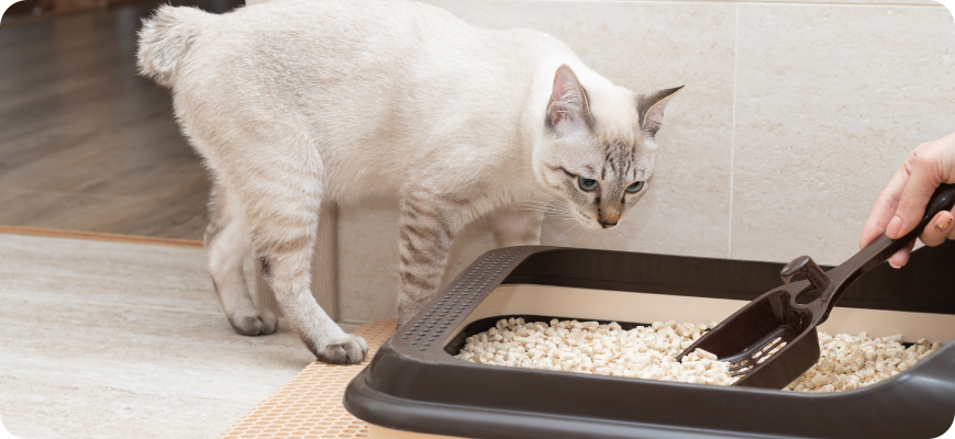 Dueño realizando la limpieza del arenero de su gato