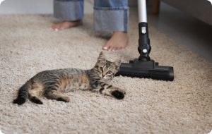 Cómo limpiar alfombras en hogares con mascotas