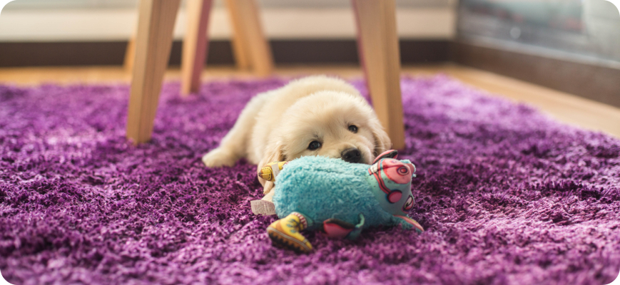 Cachorro jugando encima de la alfombra