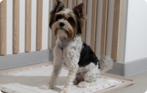 Los tapetes absorbentes para perros facilitan su entrenamiento
