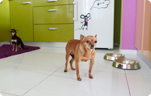 Por qué mi perro se orina en toda la casa.