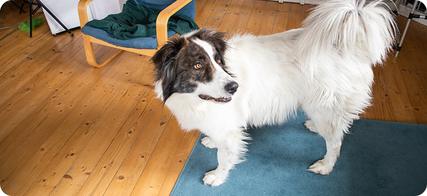 Descubre Por qué mi perro se orina en toda la casa con Natures iracle.