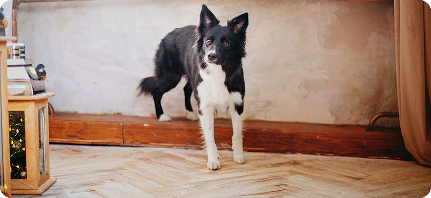 Perrito color negro con blanco viendo a su dueño después de orinar en el interior de la casa.