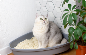 Conoce qué arena es mejor para gatos