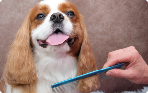 Los mejores cuidados básicos de un perro
