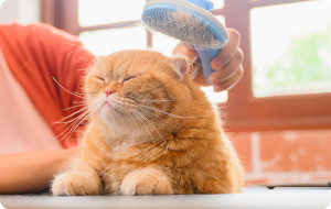 Ejemplos de cuidados de un gato en casa