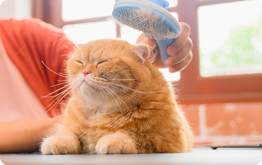 Ejemplos de cuidados de un gato en casa