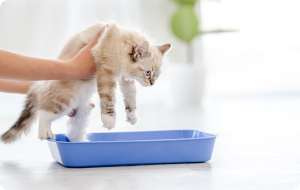 cómo educar a un gato para ir al baño