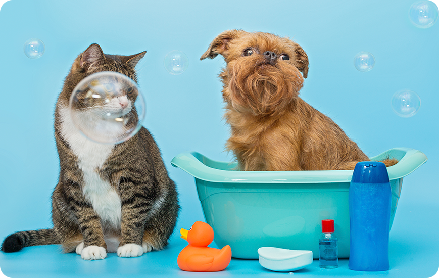 Los mejores hábitos de higiene para mascotas