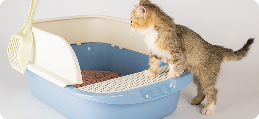 Qué arena es mejor para gatos bebés Qué arena es mejor para gatos bebés