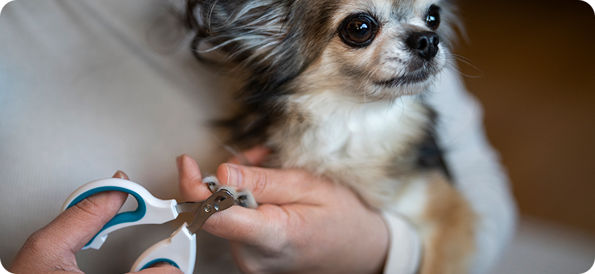 Cortarle las uñas como uno de los cuidados básicos de un perro Cortarle las uñas como uno de los cuidados básicos de un perro