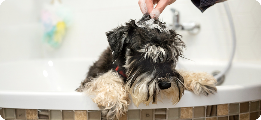 Hábitos de higiene para mascotas: bañarlos