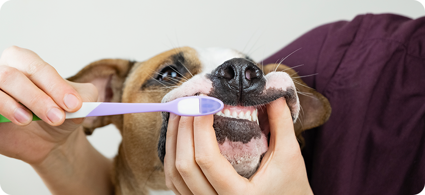 Cepillarle los dientes como uno de los cuidados básicos de un perro Cepillarle los dientes como uno de los cuidados básicos de un perro