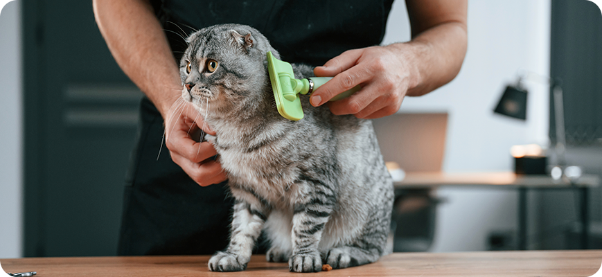 Hábitos de higiene para mascotas: cepillarlos