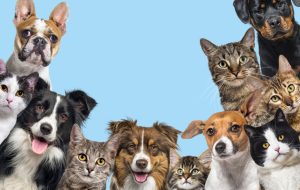 Cuida a tu mejor amigo con CURP para mascotas