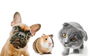 Tipos de mascotas fáciles de cuidar