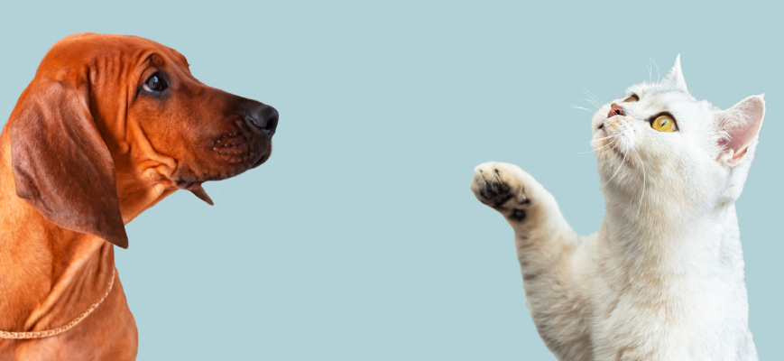 Todo lo que debes saber sobre CURP para mascotas